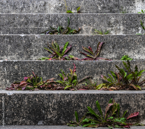 Treppenstufen mit Unkraut © blende11.photo