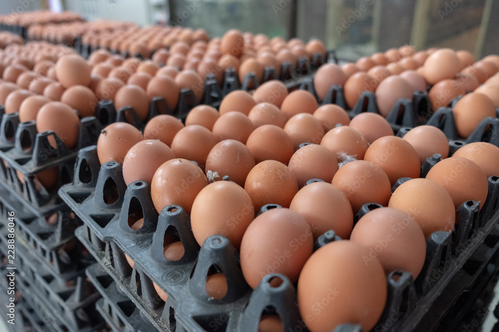 Fresh egg grading and sorting machine, grade egg by weight and size