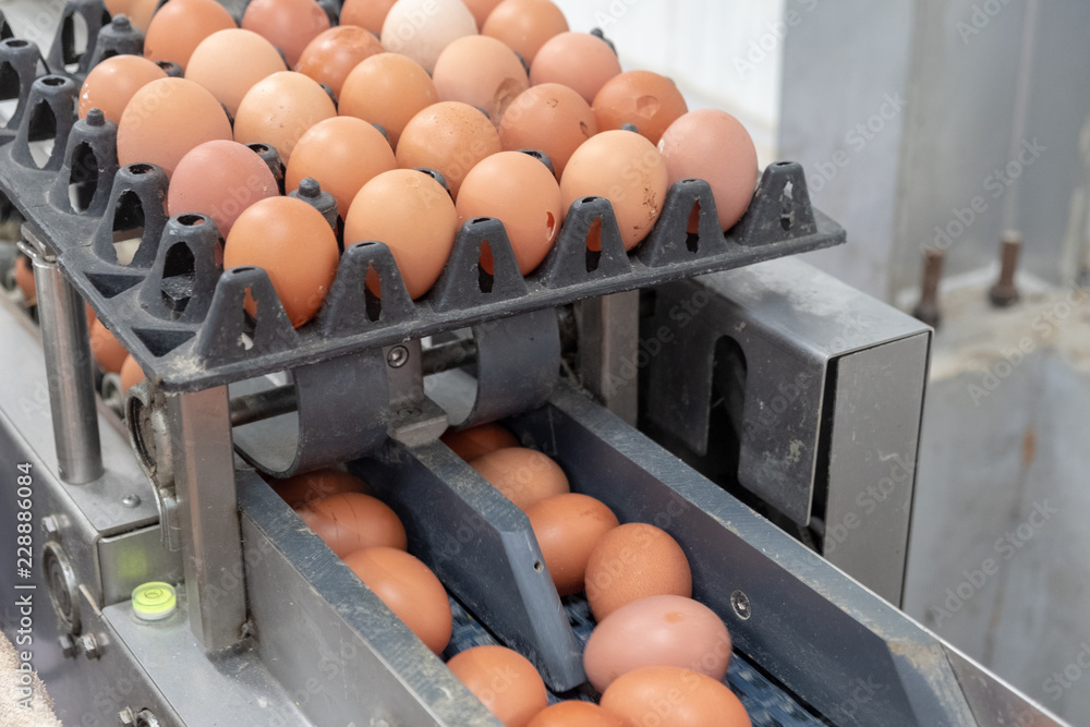 Fresh egg grading and sorting machine, grade egg by weight and size