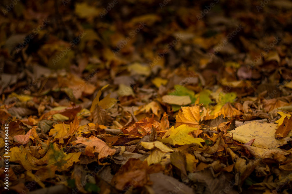 Withered leaves on the ground, autumn, background Withered leaves on the ground, autumn, background