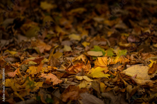 Withered leaves on the ground, autumn, background