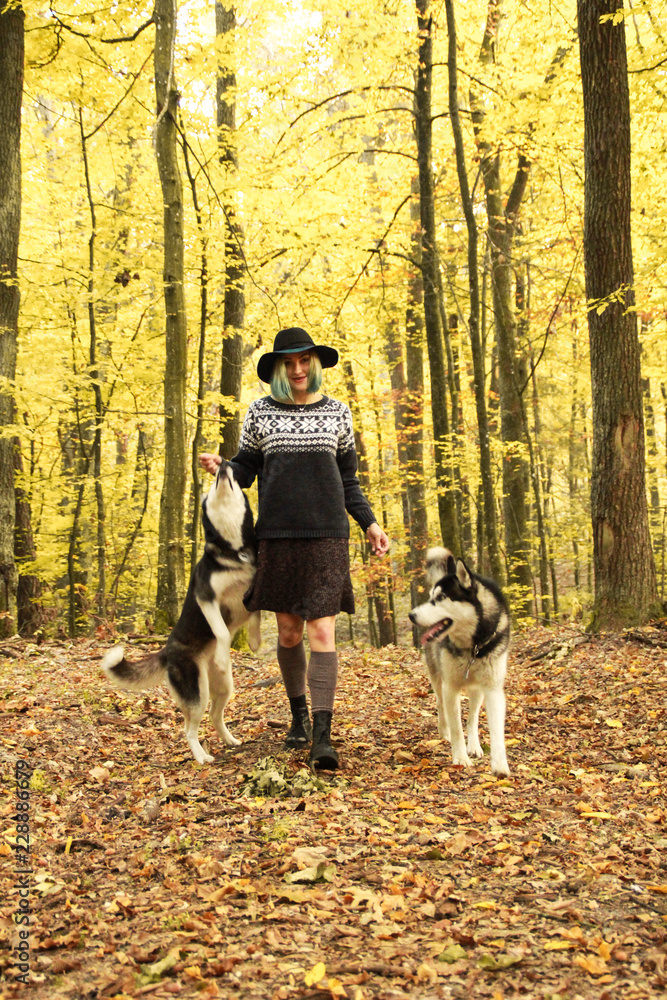 Two Siberian Husky walk in the autumn forest with their mistress. Girl in a hat in a knitted sweater and skirts with leggings. Black and white dogs and feathered leaves. Two Siberian Husky walk in the autumn forest with their mistress. Girl in a hat in a knitted sweater and skirts with leggings. Black and white dogs and feathered leaves.