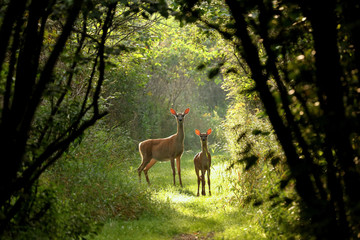 Ingelijste posters Wilde dieren Witstaarthert met kalfje Wisconsin bos  © Denny