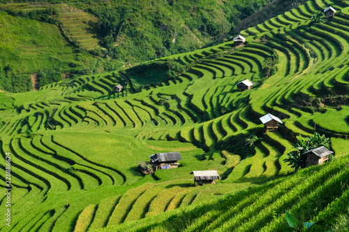 Rice fields on terraced of Mu Cang Chai  YenBai  Rice fields prepare the harvest at Northwest Vietnam