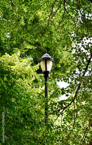 Street lamp in park among the trees