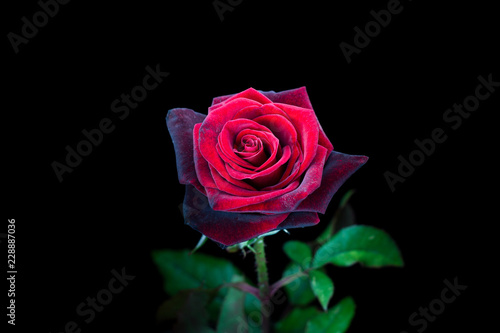Single rose at night in the garden
