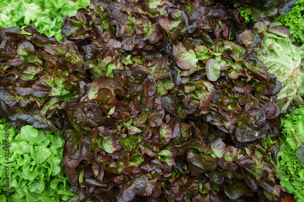 Various lettuce and salad leaves at the stand in city market Various lettuce and salad leaves at the stand in city market