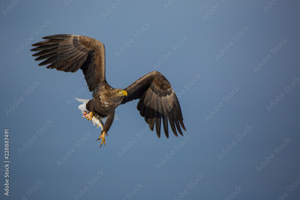 Obraz premium Pygargue