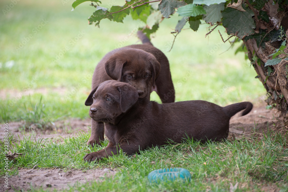 cute little labrador retriever dog puppy outdoors in nature cute little labrador retriever dog puppy outdoors in nature