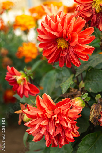Fototapeta Naklejka Na Ścianę i Meble -  Red dahlia grows in garden