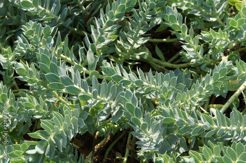 Fototapeta premium Euphorbia myrsinites or myrtle euphorbia or donkeytail spurge succulent plant