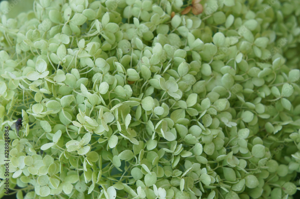 Hydrangea arborescens or smooth hydrangea flowers close up Hydrangea arborescens or smooth hydrangea flowers close up