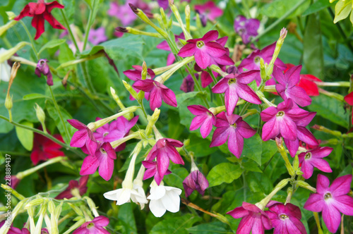 nicotiana alata or jasmine tobacco red and white flowers