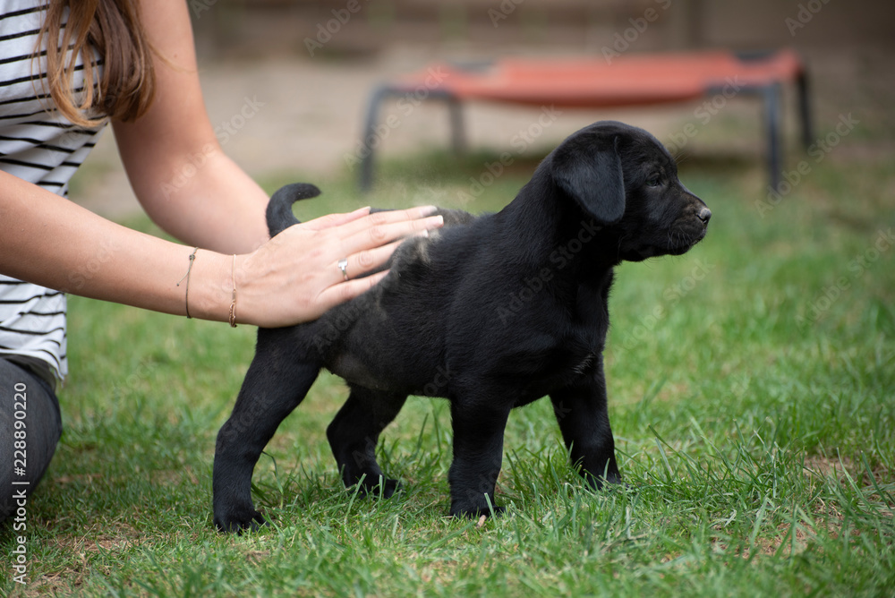 cute little labrador retriever dog puppy outdoors in nature cute little labrador retriever dog puppy outdoors in nature