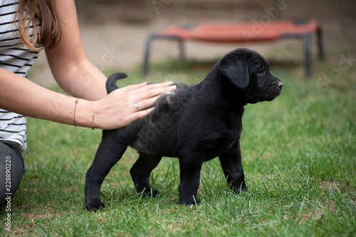 cute little labrador retriever dog puppy outdoors in nature  © manushot