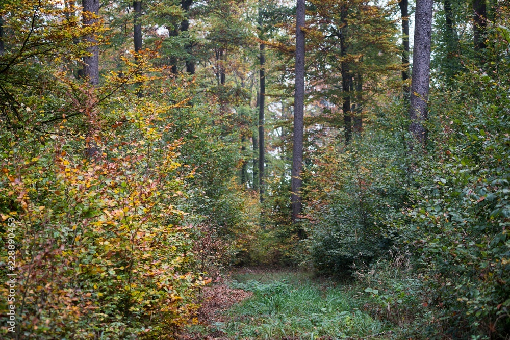 Obraz premium Waldlichtung im Herbst