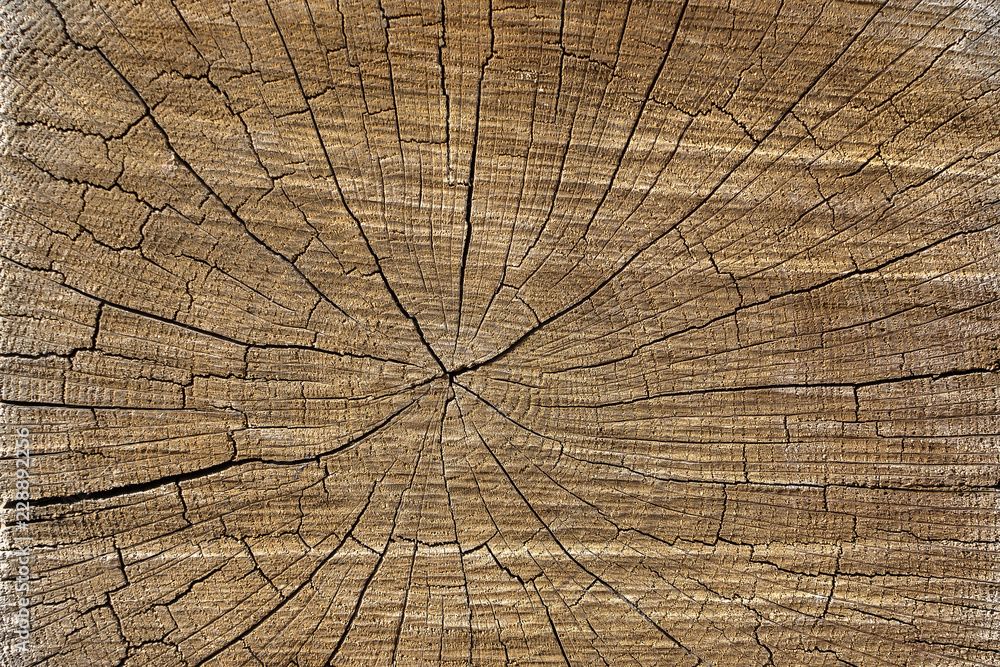 Fototapeta premium Texture of wooden surface with cracks and knots. Wooden texture background close up