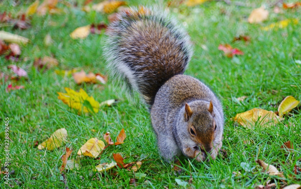 Furry Eastern gray squirrel (sciurus carolinensis) in the grass with foliage in the fall Furry Eastern gray squirrel (sciurus carolinensis) in the grass with foliage in the fall