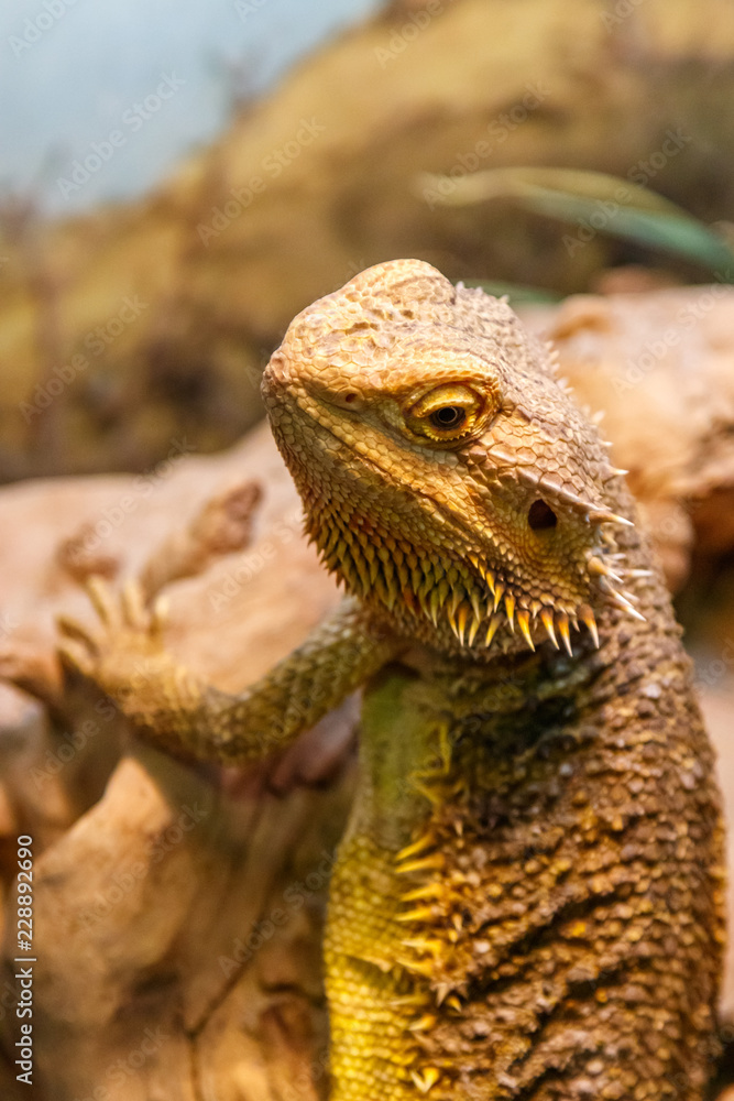 Fototapeta premium Piękny Lizard Bearded Agama, Pogona vitticeps