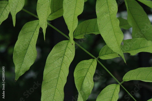 Dettagli di foglie verdi