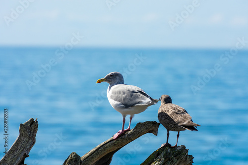 Seagulls Standing On Driftwood On Whidbey Island