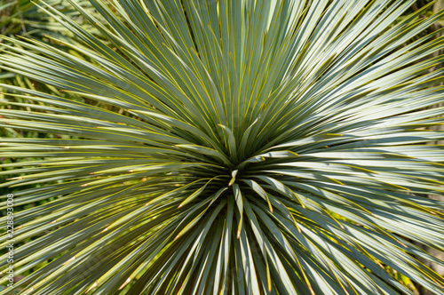 Yucca Blätter Graphik photo