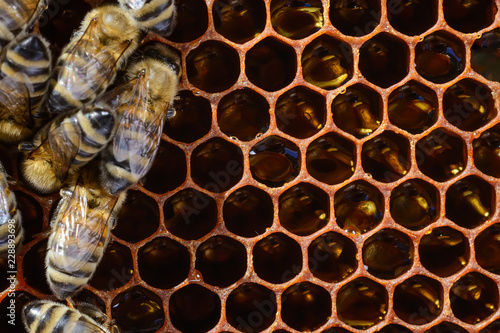 Bee turns nectar into fresh and healthy honey. photo