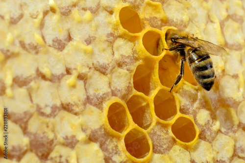 Macro photo of honey bee on honeycomb. Bee turns nectar into fresh and healthy honey. Concept of beekeeping.