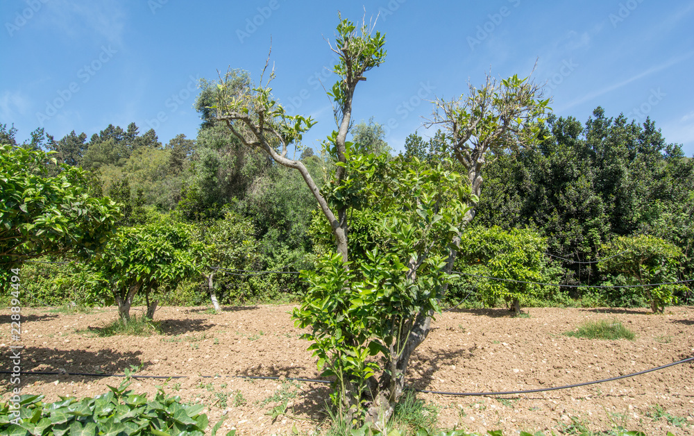 Orange tree without orange Orange tree without orange