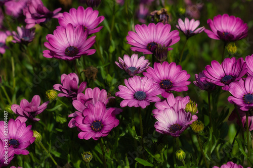 View of pink aster flowers in the summer garden