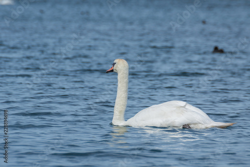 Schwan auf einem See