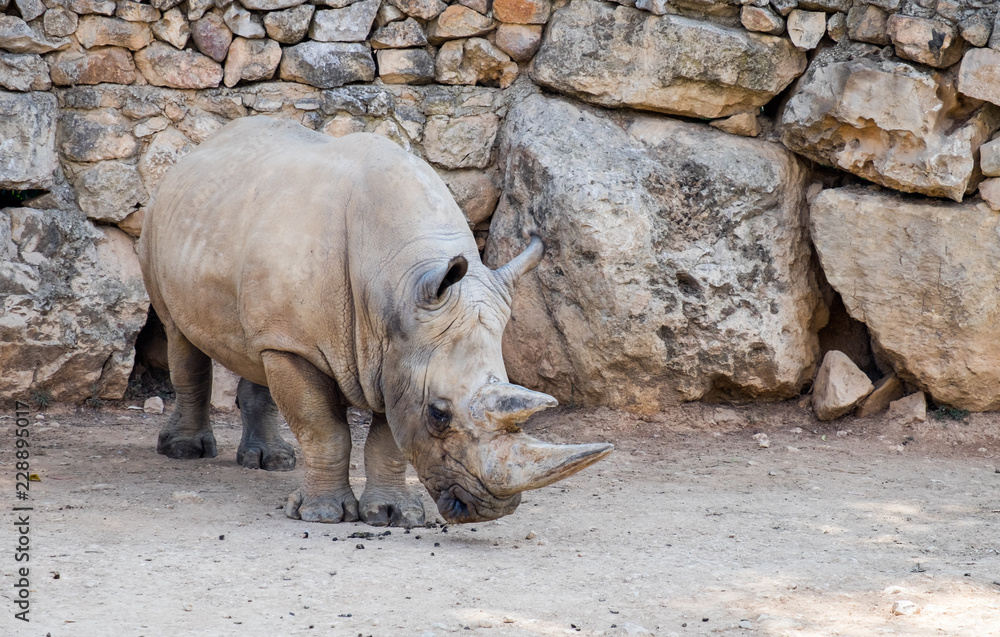 White rhinoceros or square-lipped rhinoceros (Ceratotherium simum) at zoo White rhinoceros or square-lipped rhinoceros (Ceratotherium simum) at zoo