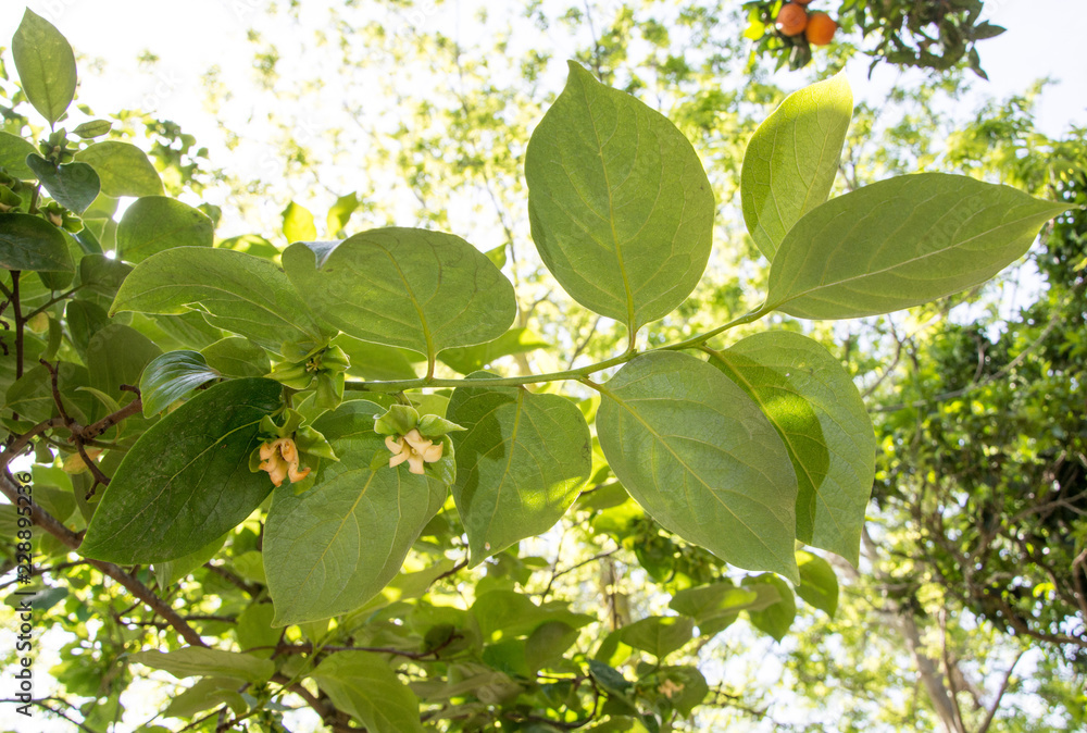 Flower of lemon tree branch Flower of lemon tree branch