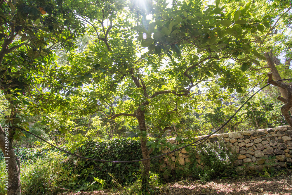 Fototapeta premium citrus tree diseases