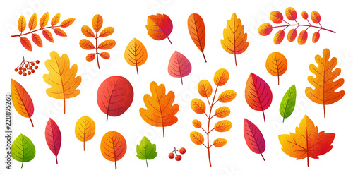 Bright colors textured autumn leaves vector set isolated on white background