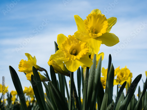 Fototapeta Naklejka Na Ścianę i Meble -  Yellow daffodils growing on a field against blue sky in Skagit Valley, Washington state, USA