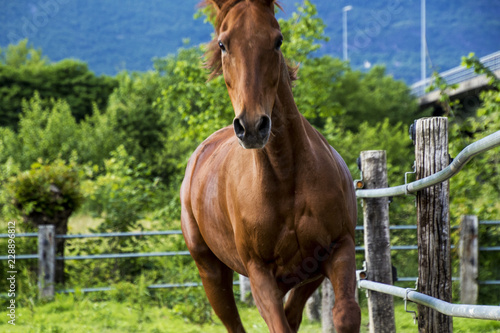 cavallo purosangue arabo sauro