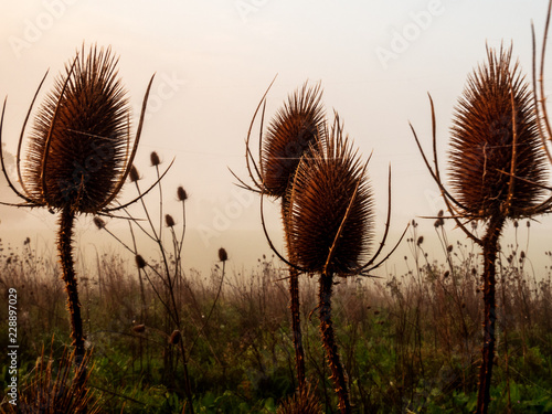 Photo thistle field in autumn environment