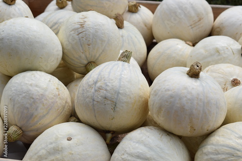 white pumpkin mix 2