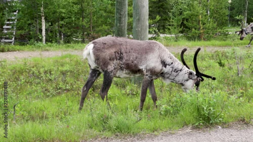 Reindeers eating grass on a summer day at Luosto, northern Finland Reindeers eating grass on a summer day at Luosto, northern Finland