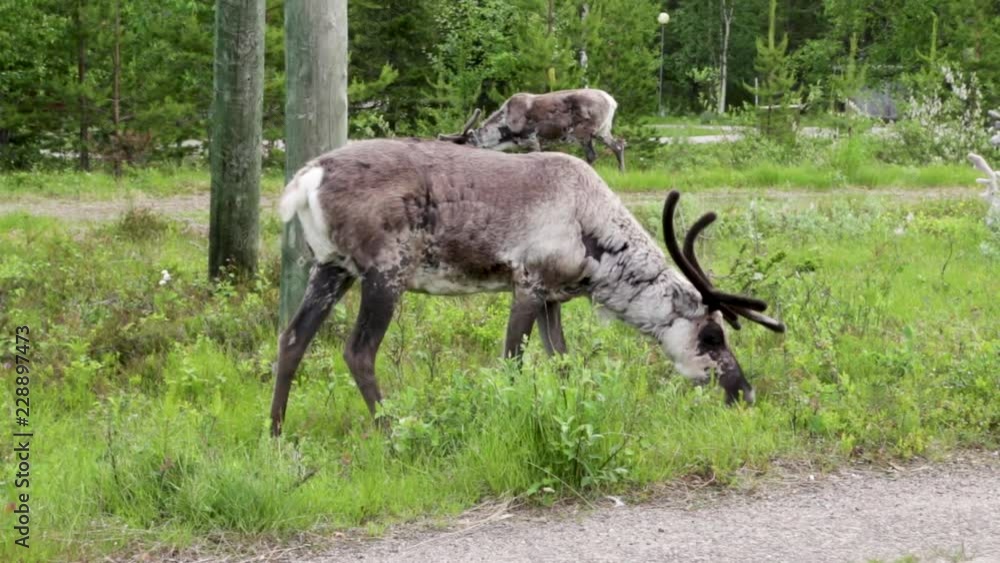 Reindeers eating grass on a summer day at Luosto, northern Finland Reindeers eating grass on a summer day at Luosto, northern Finland