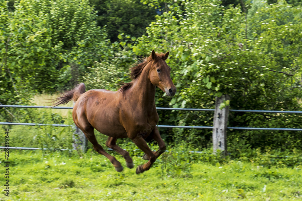 Fototapeta premium cavallo purosangue arabo sauro