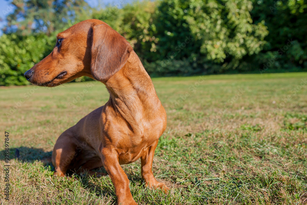 Brown short-haired dachshund turning head, sitting on yellowish green grass in the field with a blurred background, sunny day in the park