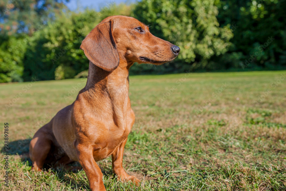 Profile of a short-haired brown dachshund sitting calmly on yellowish-green grass, looking very attentive, bushes in the blurred background, sunny summer day in the park. space for text Profile of a short-haired brown dachshund sitting calmly on yellowish-green grass, looking very attentive, bushes in the blurred background, sunny summer day in the park. space for text