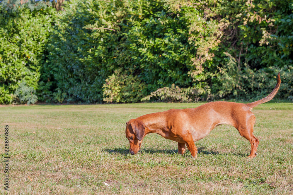 Short haired female brown dachshund sniffing the yellowish green grass on the field in the park with foliage of green plants in a blurred background, enjoying a sunny day