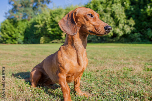 Brown short hair dachshund sitting on yellowish green grass in the field with green plants in the blurred background  sunny day in the park