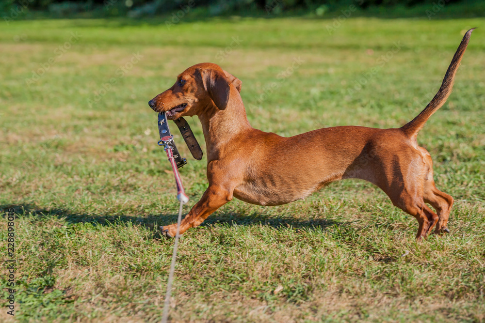 Side view of a brown short haired dachshund jumping and playing with his leash in the field with yellowish green grass with a blurred background, sunny day in the park Side view of a brown short haired dachshund jumping and playing with his leash in the field with yellowish green grass with a blurred background, sunny day in the park