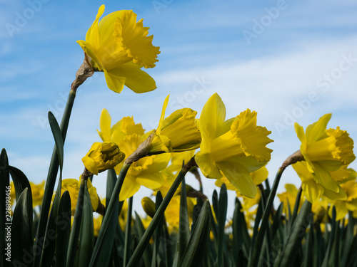 Fototapeta Naklejka Na Ścianę i Meble -  Yellow daffodils growing on a field against blue sky in Skagit Valley, Washington state, USA