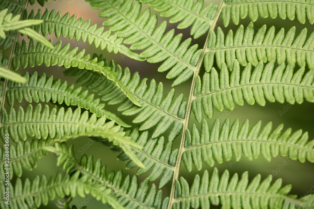 close up of green fern, creative background close up of green fern, creative background