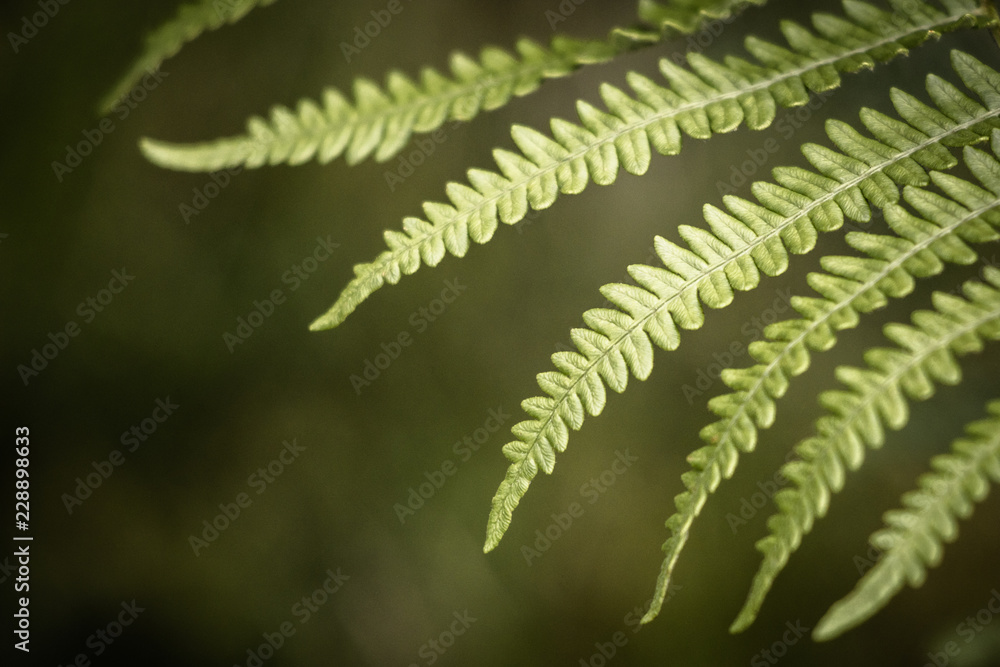 close up of green fern, creative background